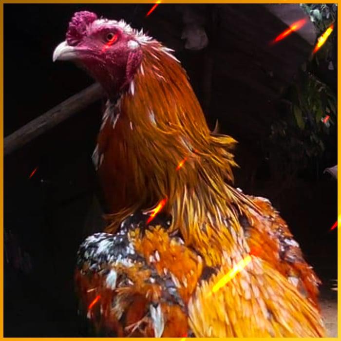 คะแนนบอลสด888 เว็บเดิมพันครบวงจร มาตรฐานสากล Designed สำหรับคอบอลไทย